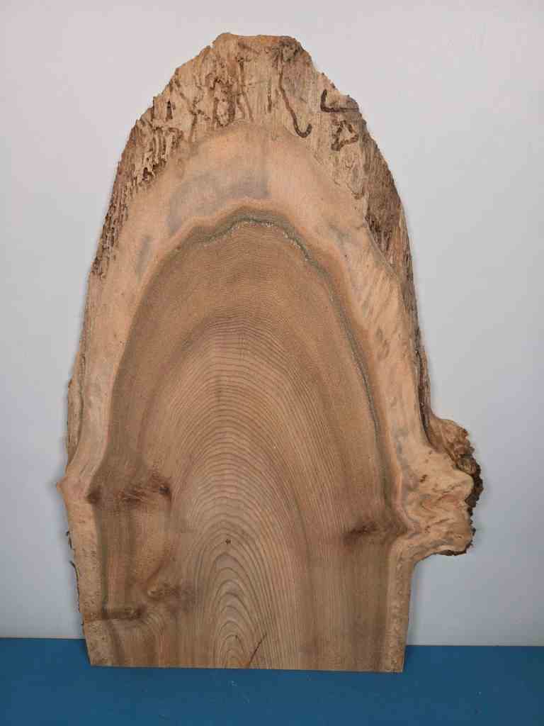 Natural edge Elm timber slab showing wood grain and bark edge for Scottish Wood shop.