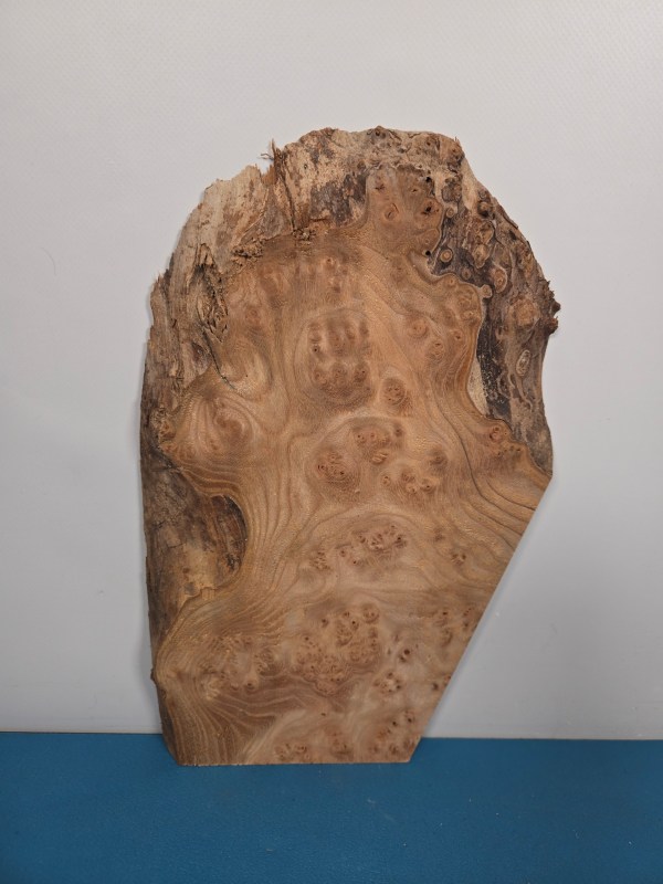 Small Burr Elm offcut showing natural wood grain and burl patterns.
