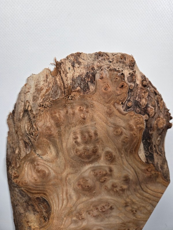 Small Burr Elm offcut showing natural burl grain and irregular edges.