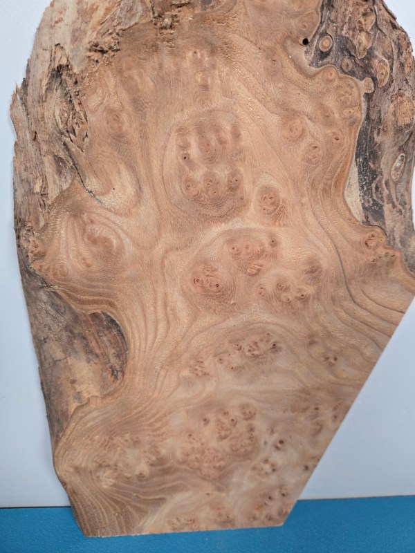 Small Burr Elm offcut showing natural grain and burl patterns in timber.