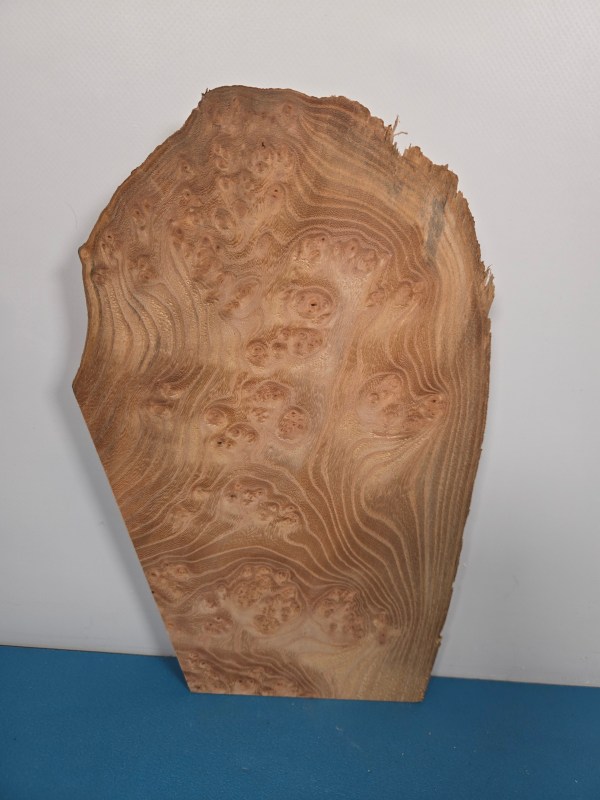 Small Burr Elm offcut showing natural grain and burl patterns in timber.