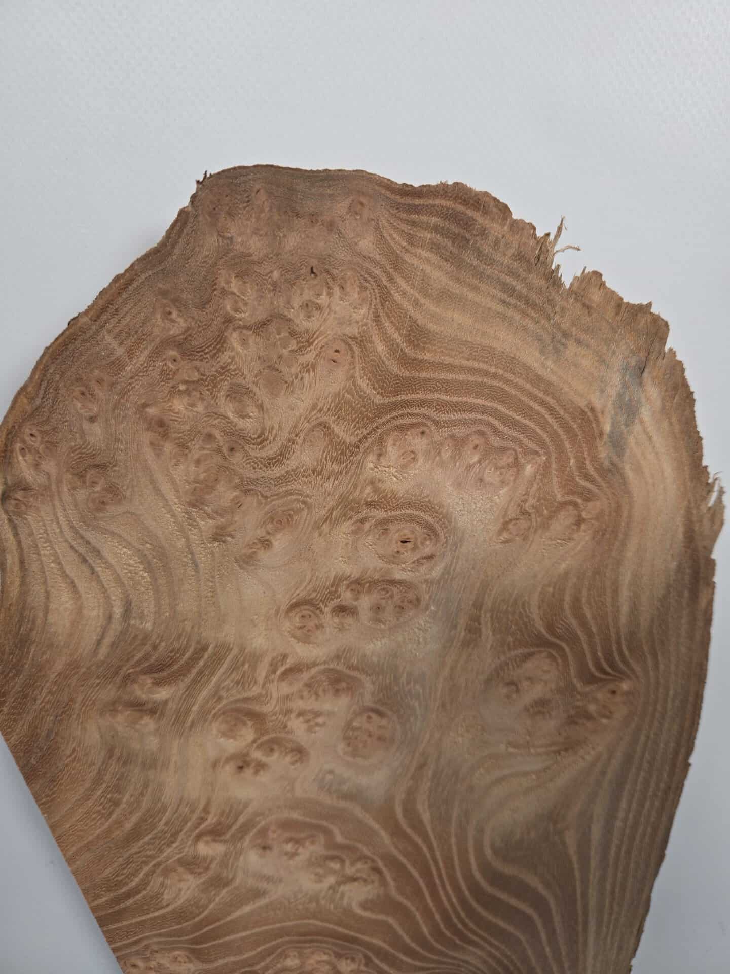 Small Burr Elm offcut showing natural grain and unique burl patterns.