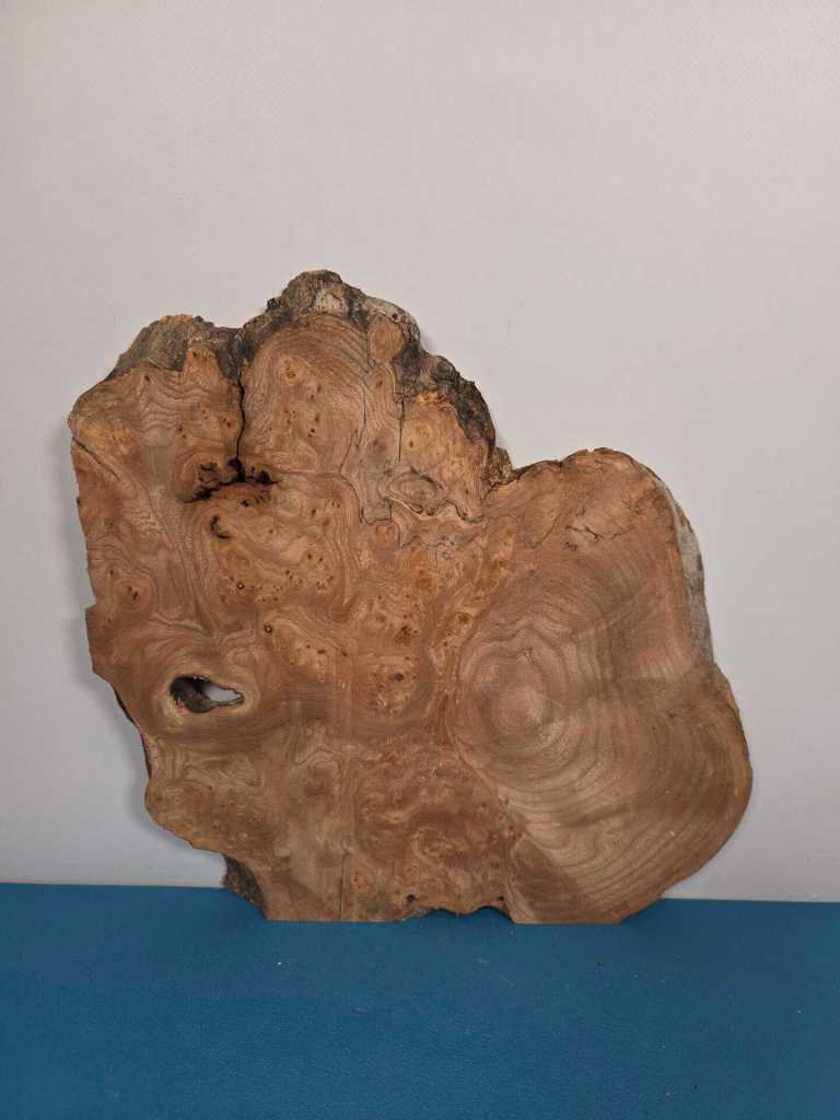 Burr Elm slice showing natural wood grain and irregular shape for woodworking.