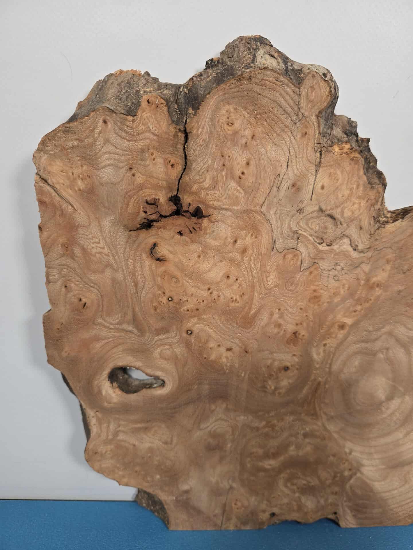 Burr Elm slice showing natural grain and irregular edges for woodworking.