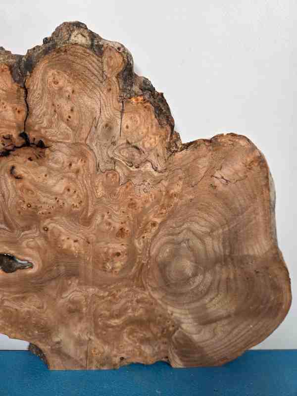 Burr Elm slice showing natural wood grain and irregular edges for woodworking.
