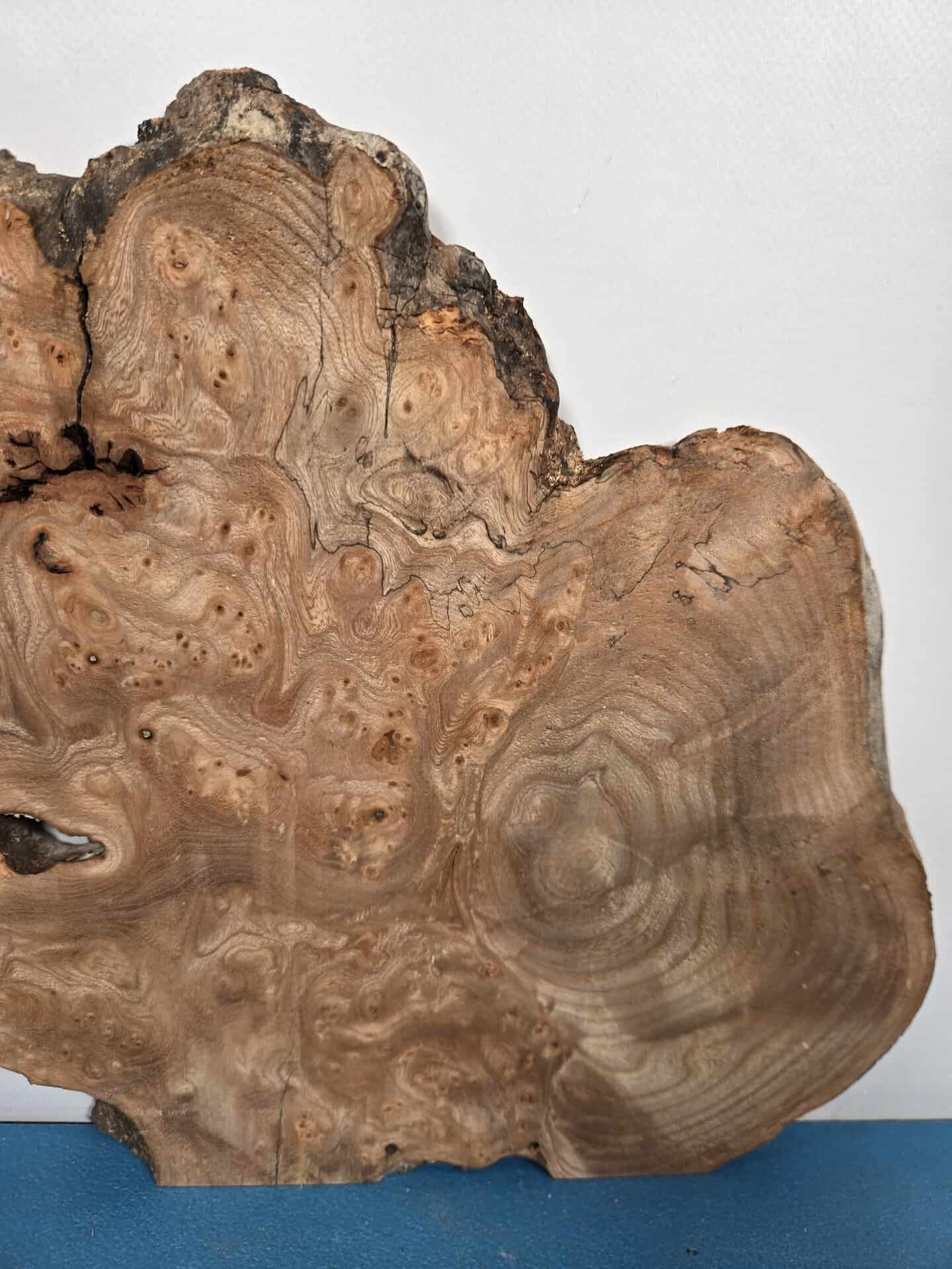 Burr Elm slice showing natural wood grain and irregular edges for woodworking.