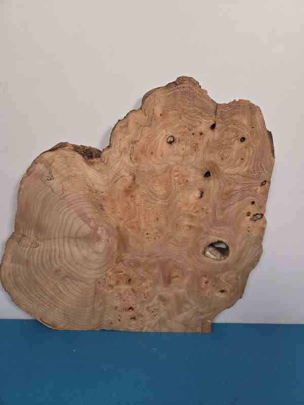Burr Elm slice showing natural grain and irregular shape for woodworking.