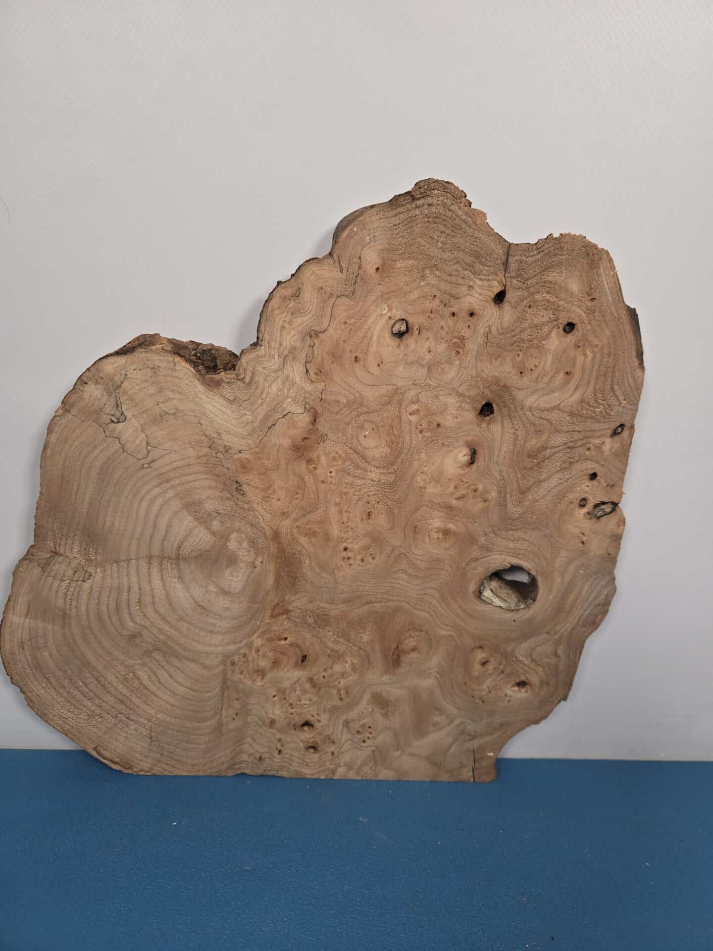 Burr Elm slice showing natural grain and irregular shape for woodworking.