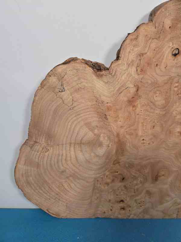 Burr Elm wood slice with natural grain and wavy edges for woodworking.