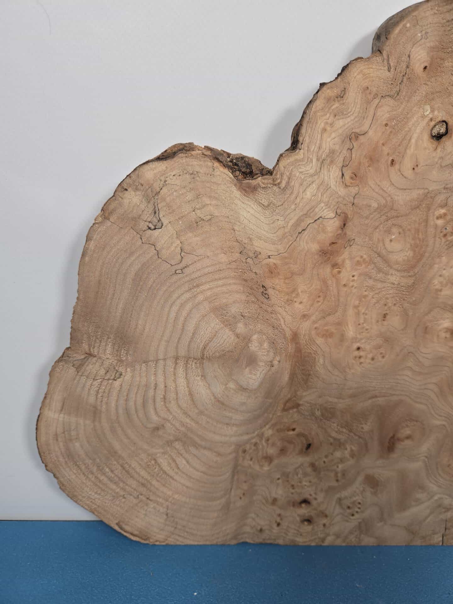 Burr Elm wood slice with natural grain and wavy edges for woodworking.