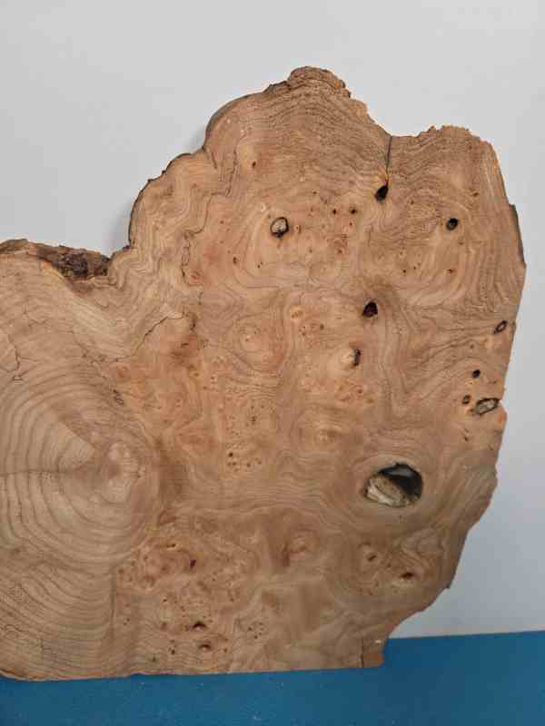 Burr Elm slice showing natural grain and irregular edges for woodworking.