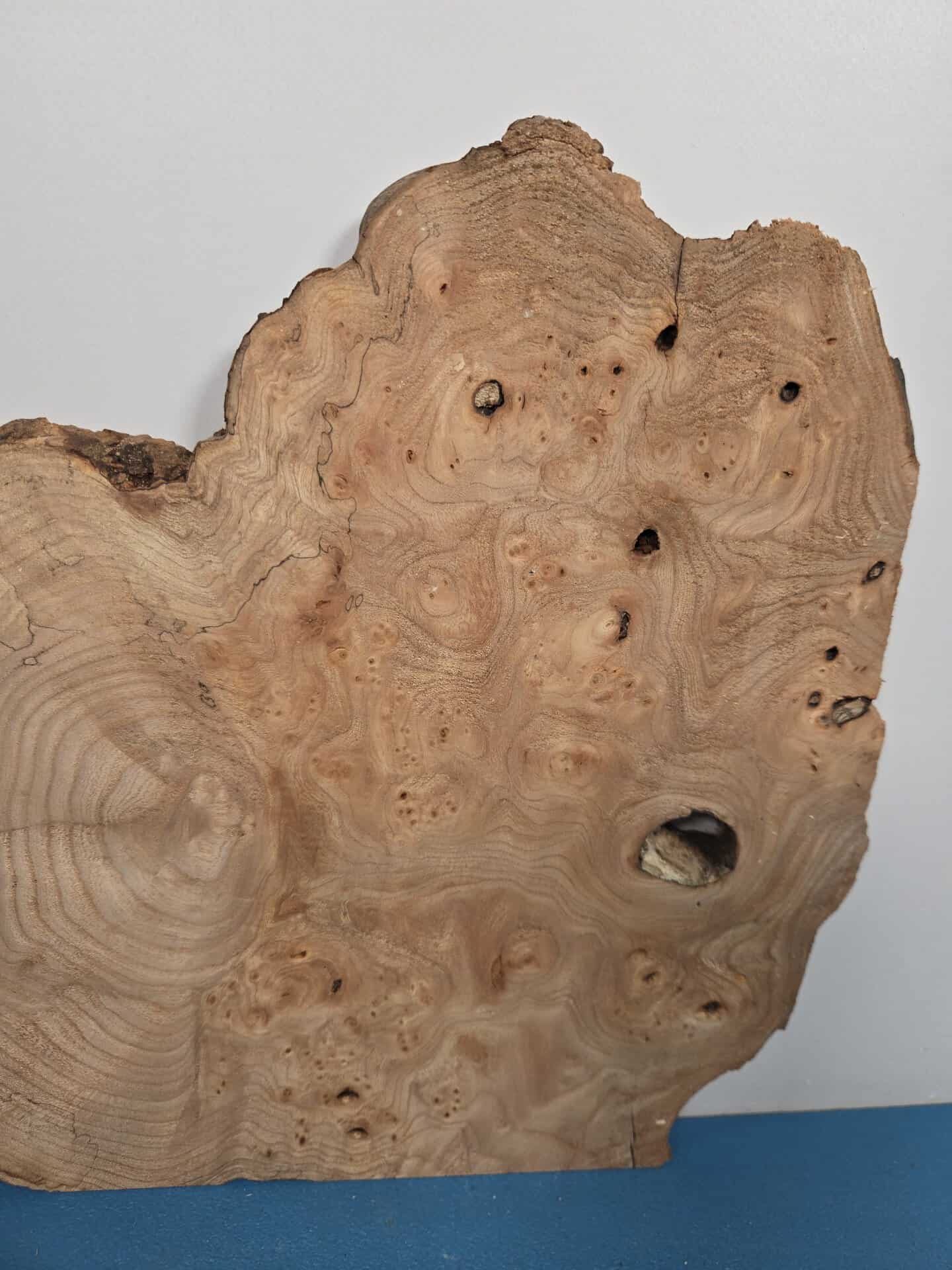 Burr Elm slice showing natural grain and irregular edges for woodworking.