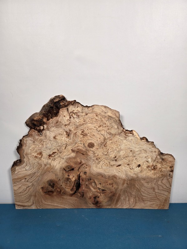 Wild Burr Elm offcut showing natural grain and irregular shape for woodworking.