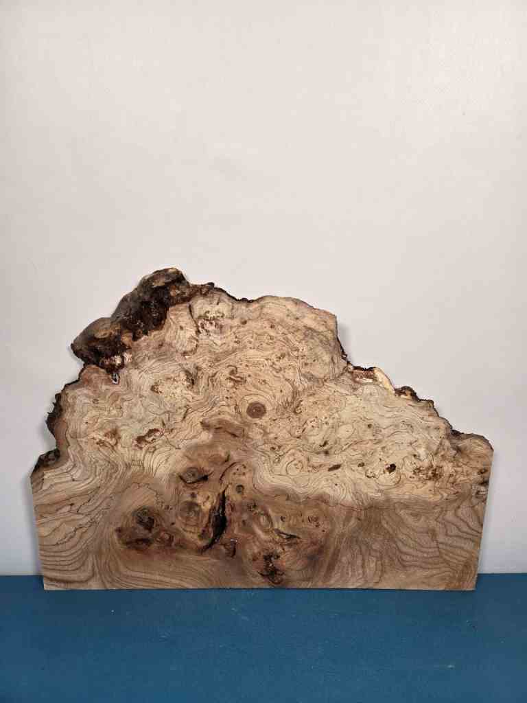 Wild Burr Elm offcut showing natural grain and irregular shape for woodworking.
