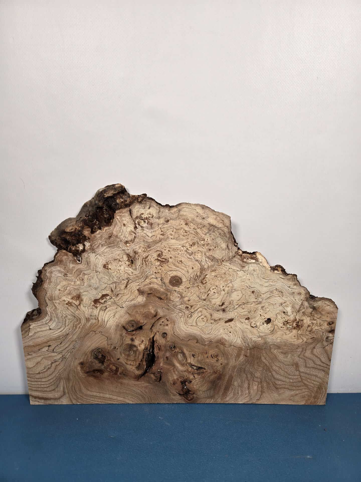 Wild Burr Elm offcut showing natural grain and irregular shape for woodworking.