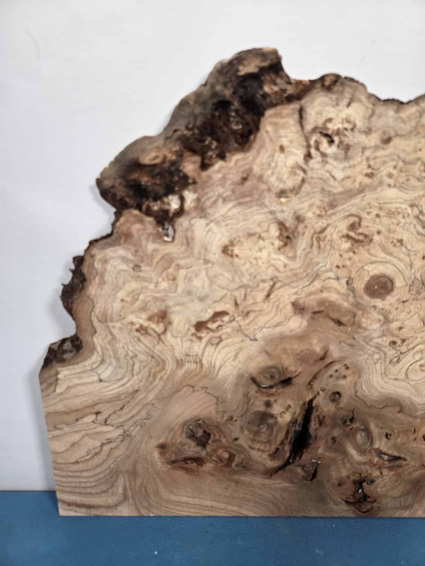 Wild Burr Elm offcut showing natural grain and irregular edges for woodworking.