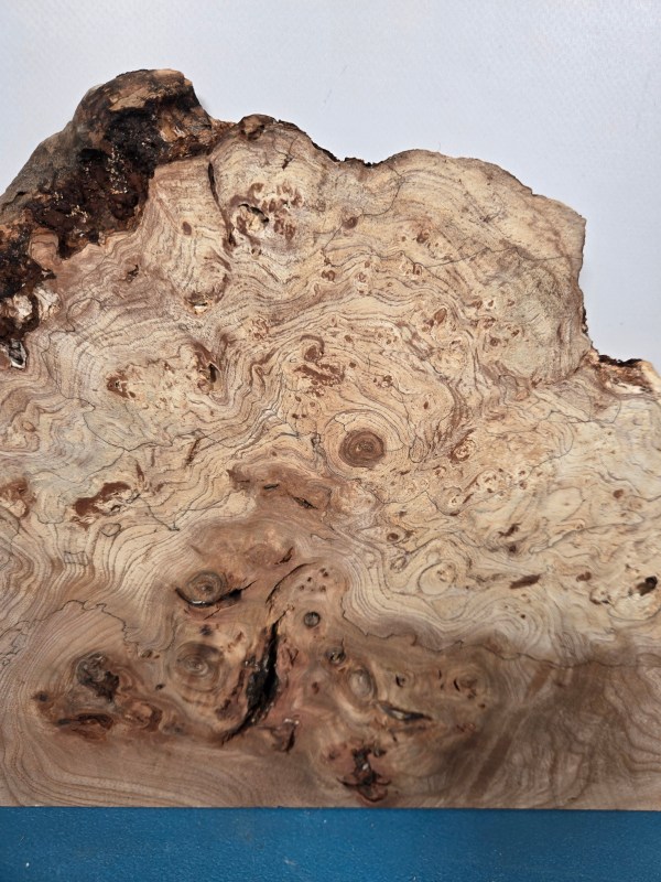 Wild Burr Elm offcut showing intricate grain and natural burl patterns.