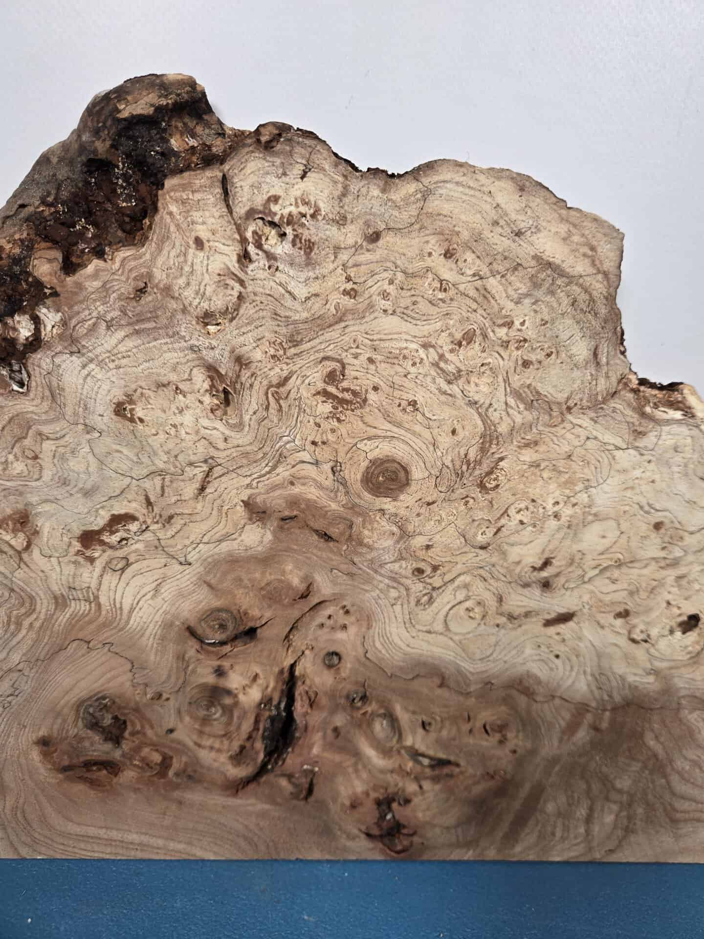 Wild Burr Elm offcut showing intricate grain and natural burl patterns.