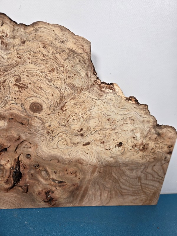 Wild Burr Elm offcut showing natural grain and irregular edges for woodworking.