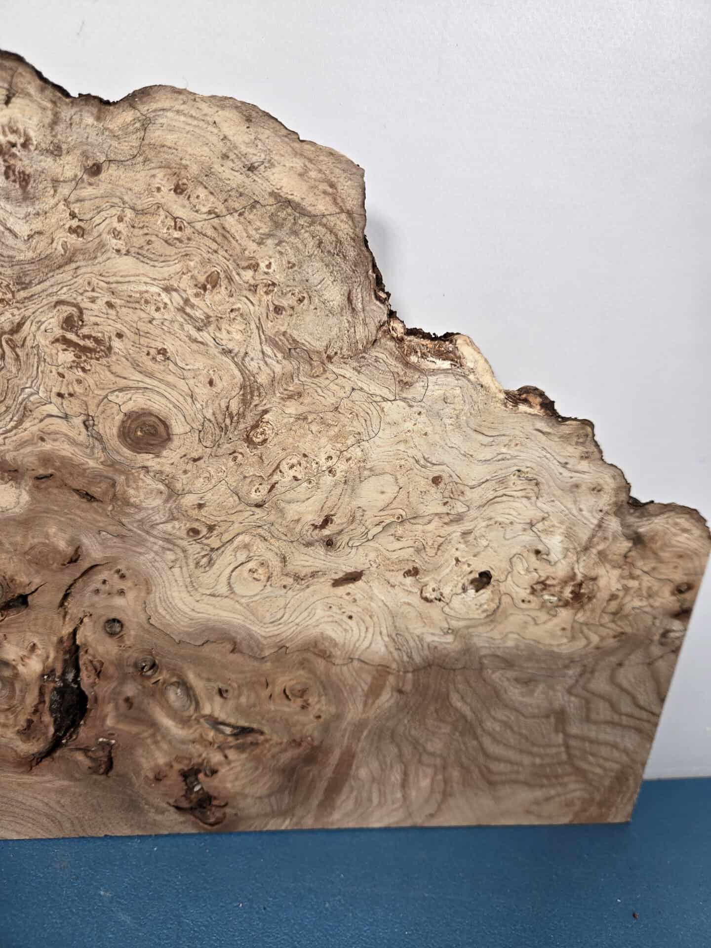 Wild Burr Elm offcut showing natural grain and irregular edges for woodworking.