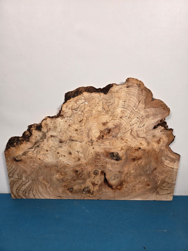 Wild Burr Elm offcut showing natural burr pattern and irregular edges.