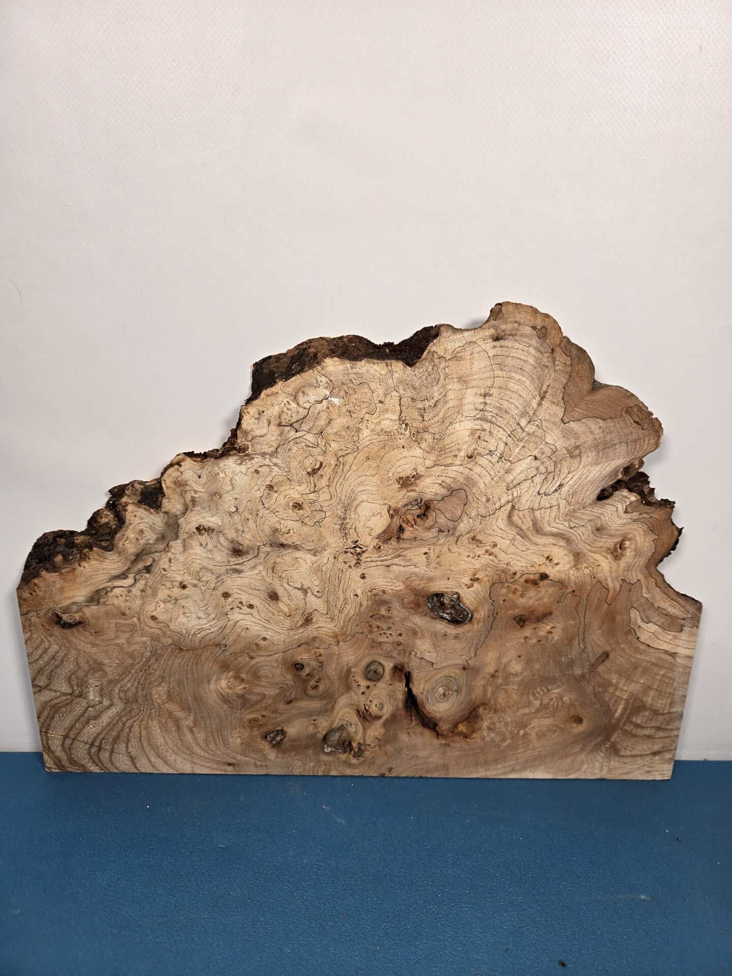 Wild Burr Elm offcut showing natural burr pattern and irregular edges.