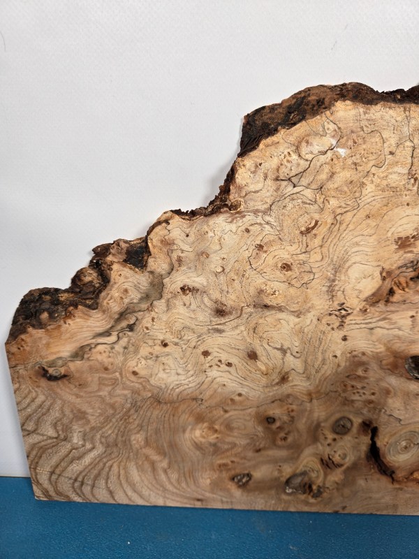 Wild Burr Elm offcut showing natural grain and irregular edges for woodworking.