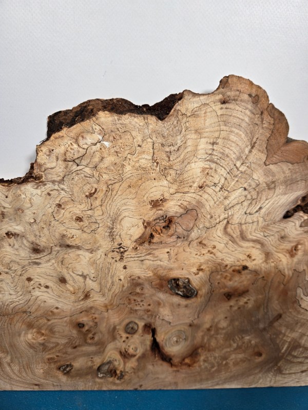 Wild Burr Elm offcut showing natural grain and irregular edges for woodworking.