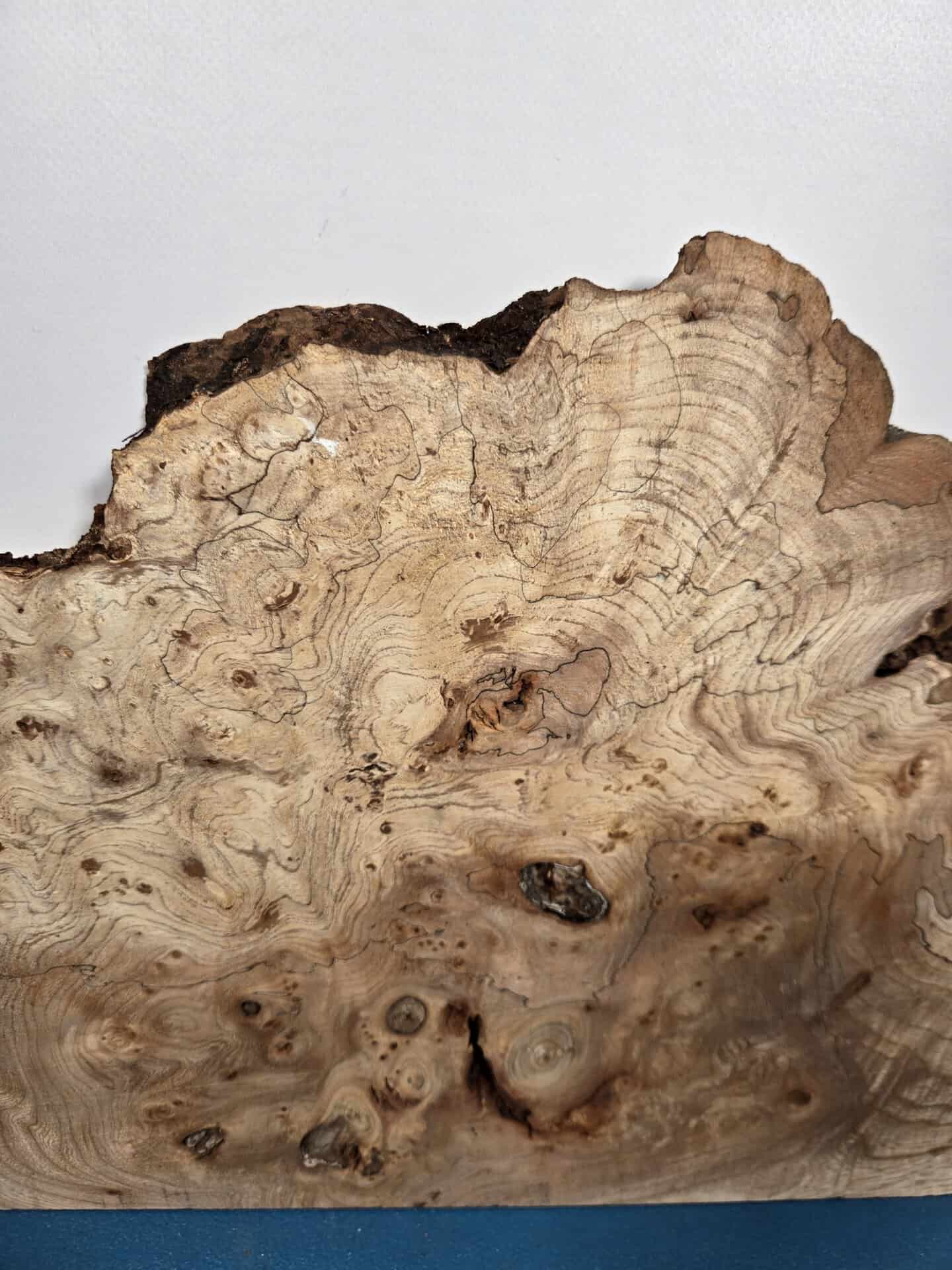 Wild Burr Elm offcut showing natural grain and irregular edges for woodworking.