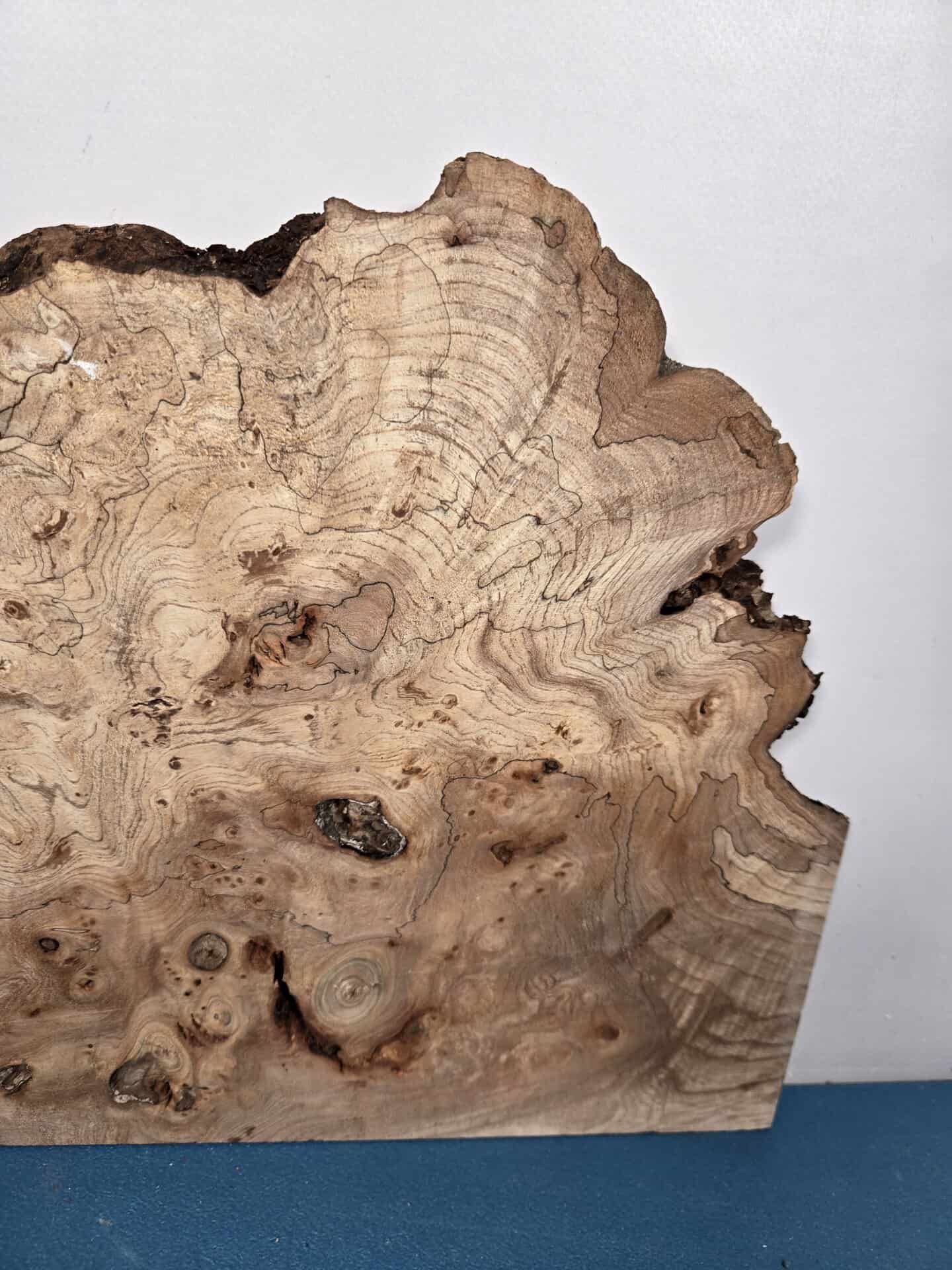 Wild Burr Elm offcut showing natural grain and irregular edges for woodworking.