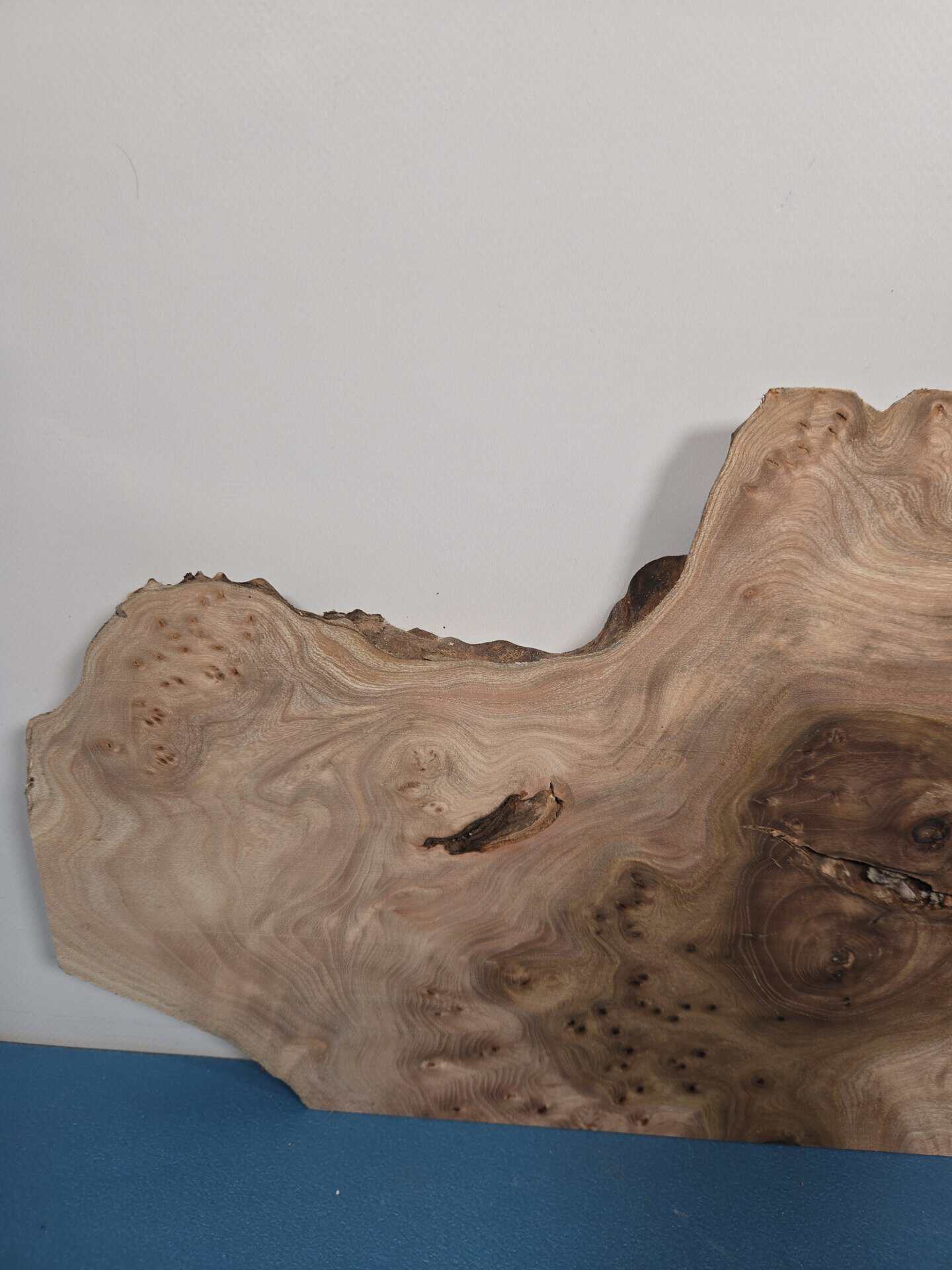 Stunning Burr Elm offcut showing natural grain and irregular shape for woodworking.