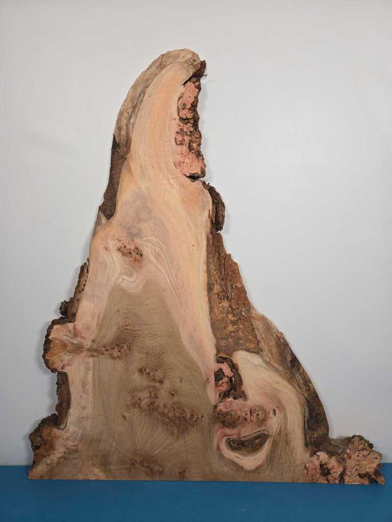 Burry Elm offcut showing natural wood grain and irregular edges for woodworking.