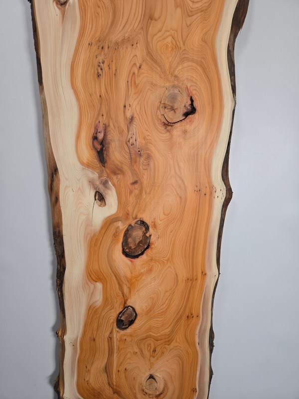 Bold Yew timber board with natural knots and smooth finish for Scottish Wood shop.