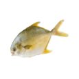 a yellow fish with its mouth open