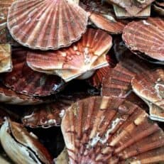 Scallops