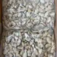a bag of shells in a box