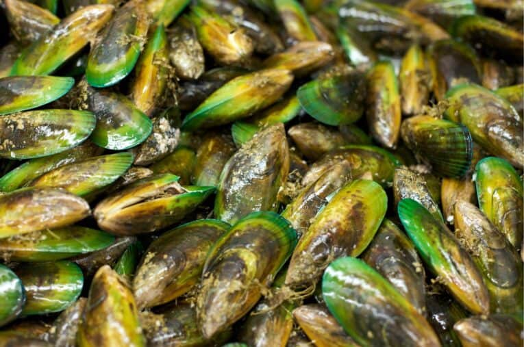 a pile of green and yellow mussels