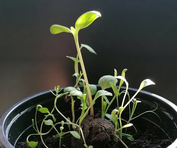 Keimlinge 2000x2000wp