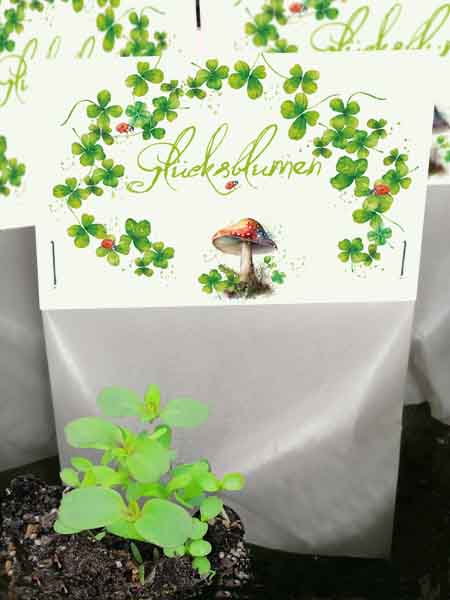 Glück mit Seedball 60 % Kopie