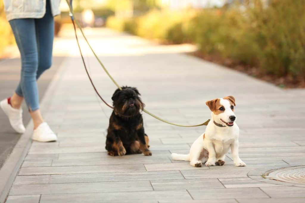 Dogs walk