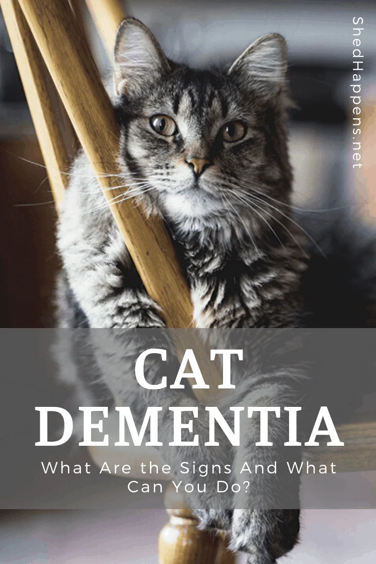 close up of a grey fluffy cat laying on a wooden chair with with the title cat dementia displayed