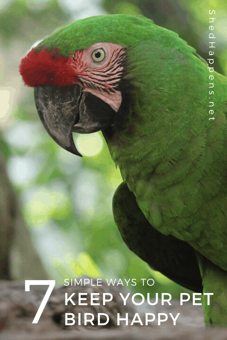portrait of green parrot sitting in a tree displaying the title 7 simple ways to keep your pet bird happy