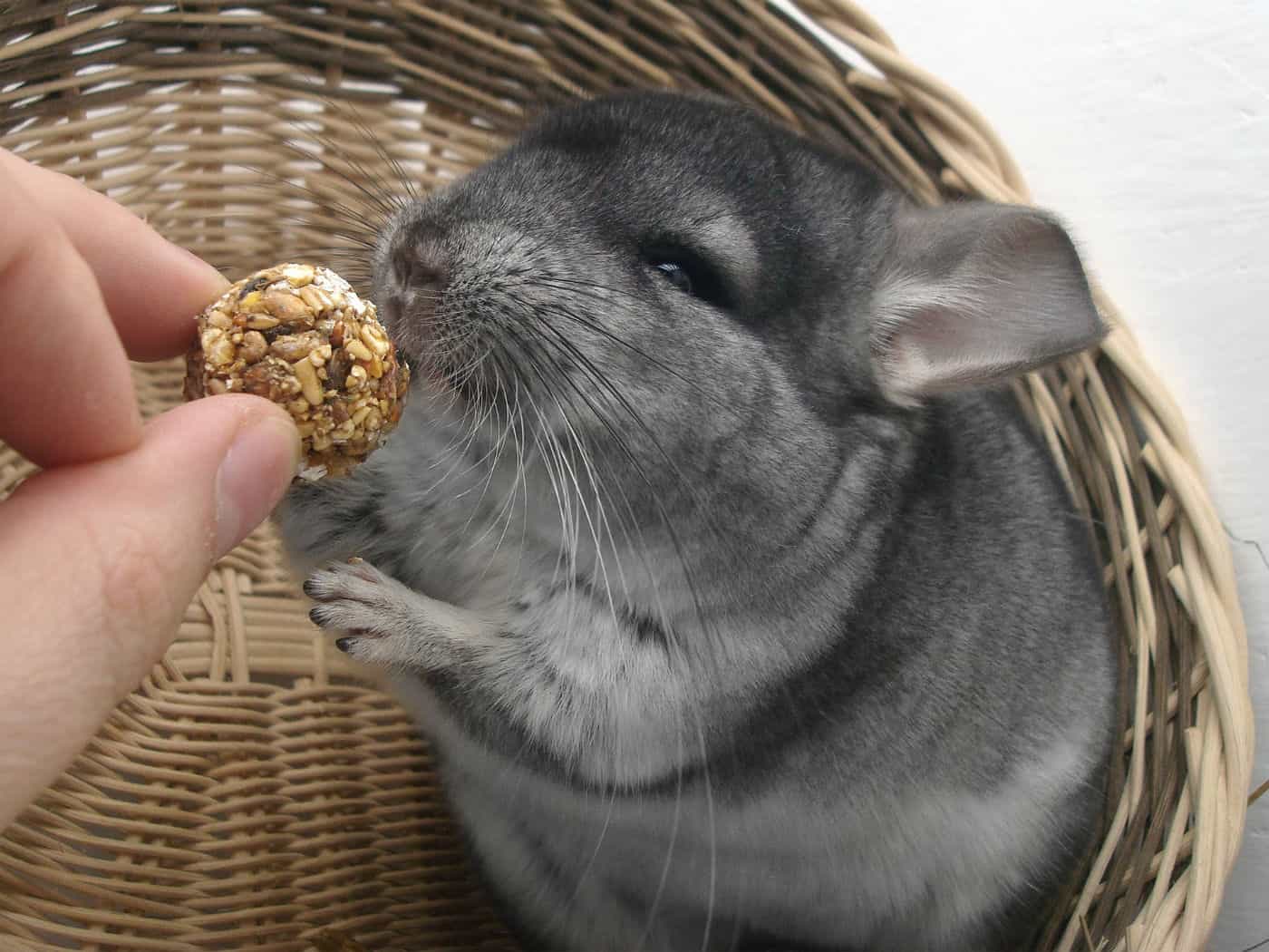 grey chinchilla in a wicker basket being handed a treat