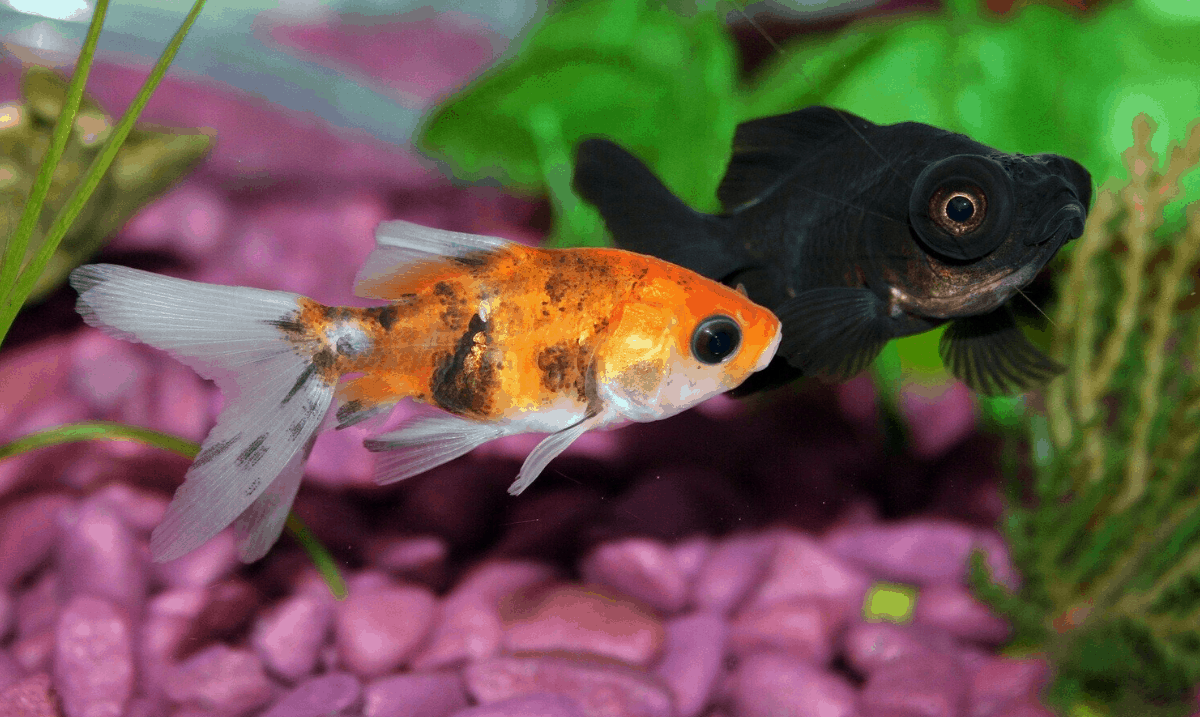 two goldfish swimming in an aquarium, with green plants and pinkish purple stones