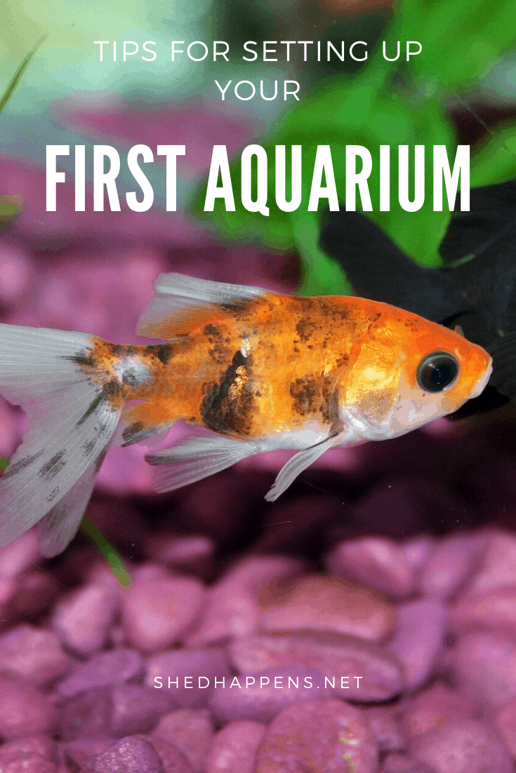 two goldfish swimming in an aquarium, with green plants and pinkish purple stones with the title tips for setting up your first aquarium