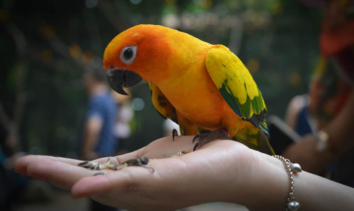 orange, yellow and green parrot sitting on someone's hand, eating birdseed