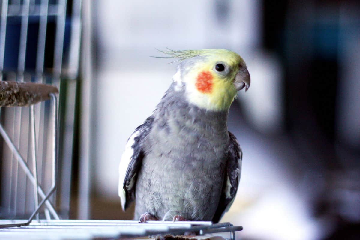 cockatiel sitting on a cage door 