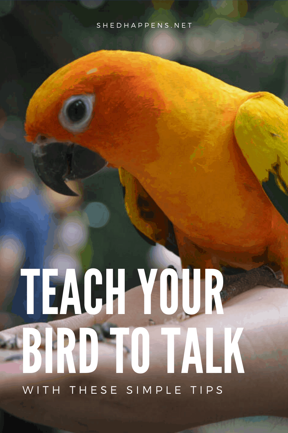 orange, yellow and green parrot sitting on someone's hand, eating birdseed with the title teach your bird to talk