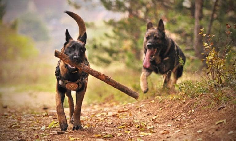two adult black and tan german shepherds running on a path outside near a forested area, one carrying a large stick