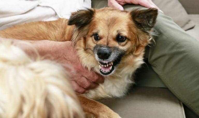 small brown dog sitting next to a person, teeth barred in a warning